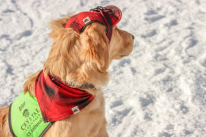 A dog, Blue (@resortk9), wears his Stormy Kromer gear as he looks out to the snowy distance.