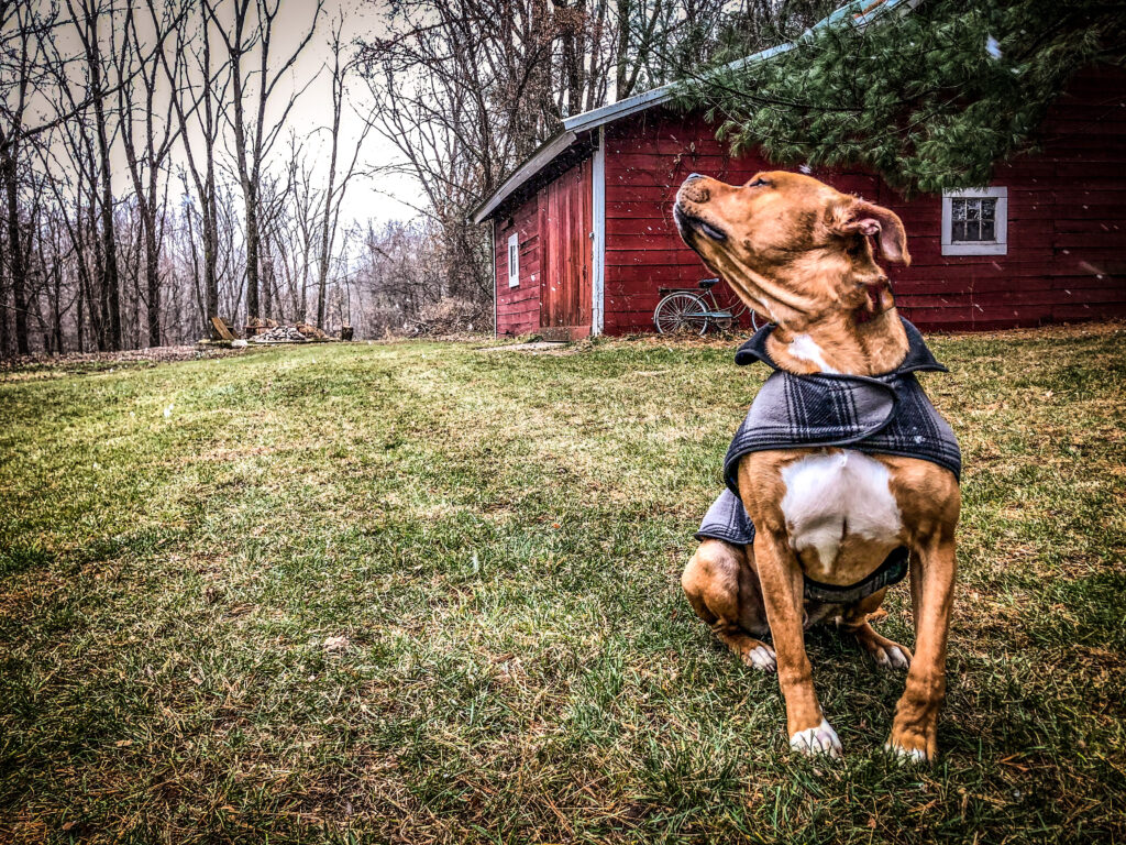 A dog sits in a field with his Stormy Kromer pet jacket on (@robmphoto).