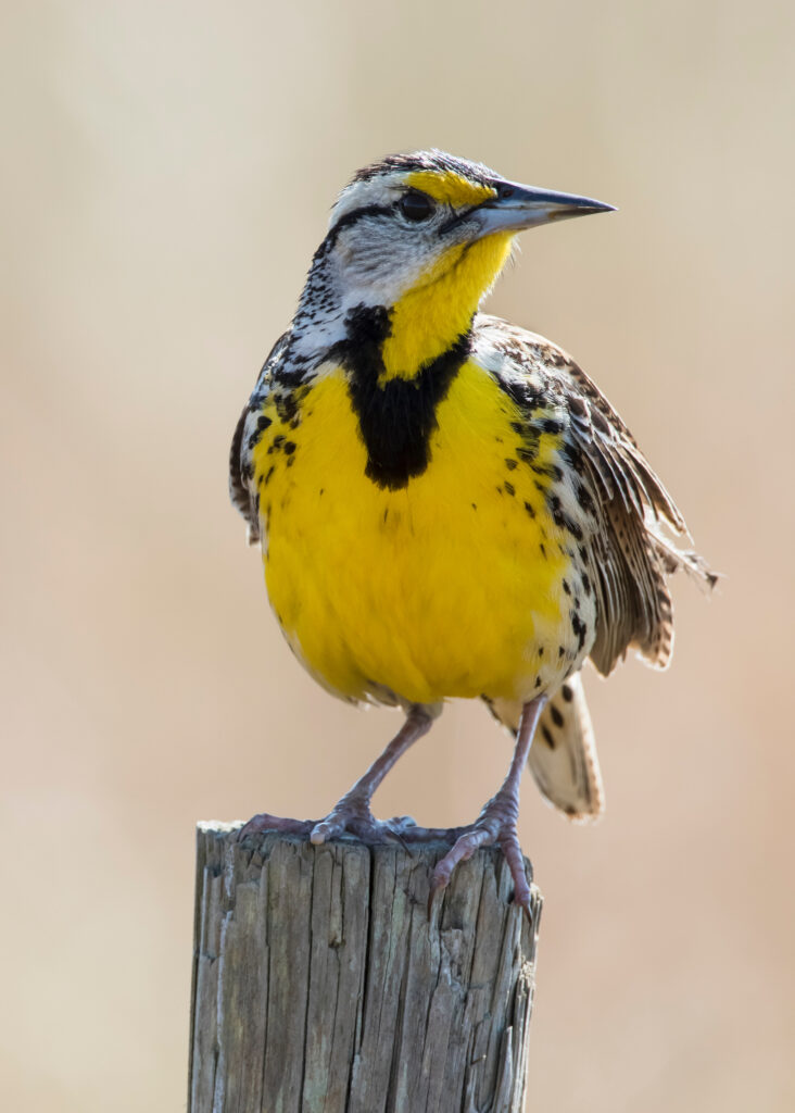 Eastern Meadowlark (Sturnella magna) Perched on a Wooden Fence Post