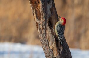 A red-bellied woodpecker digs into a tree in Michigan.