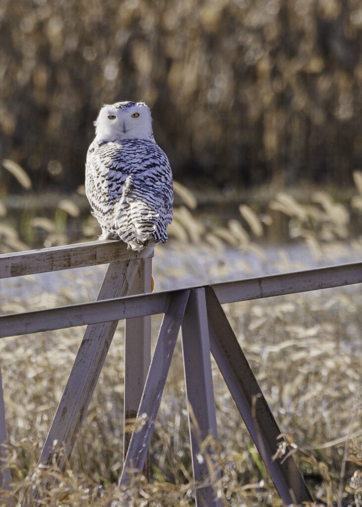 Snowy Owl on Fence post