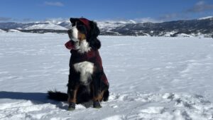 Mayor Parker the Snow Dog (@officialsnowdog) poses on a snowy hill.