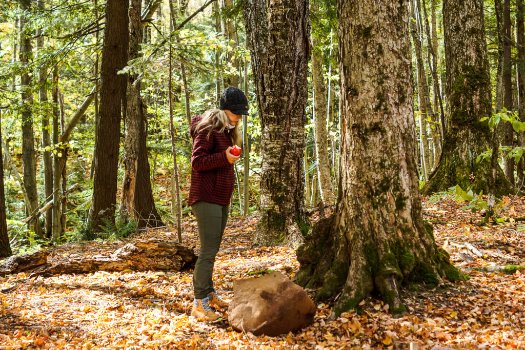 Woman eats an apple and looks at the forest floor in the fall.