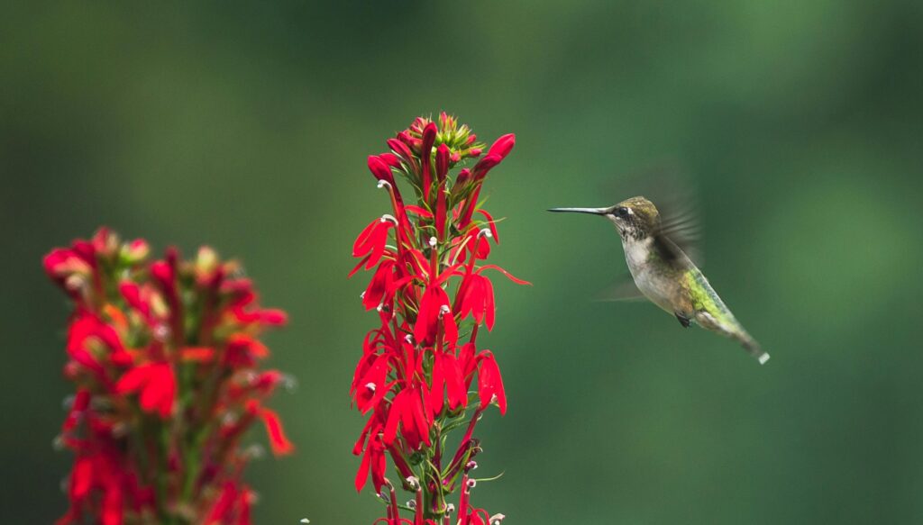 Kromer Country Blog Feathered Finds Ruby throated hummingbird flying next to a red flower
