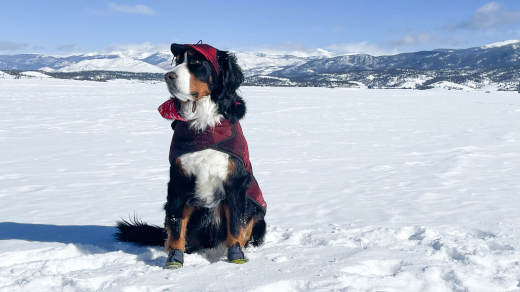 Kromer Country Blog Pawsitive Impact mayor parker the dog sitting in the snow