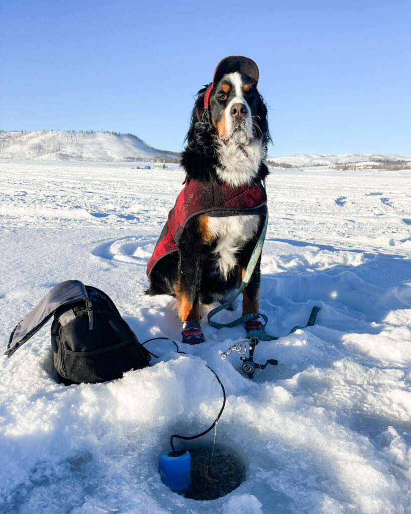 Kromer Country Blog Pawsitive Impact mayor parker the dog sitting in the snow next to an ice fishing hole
