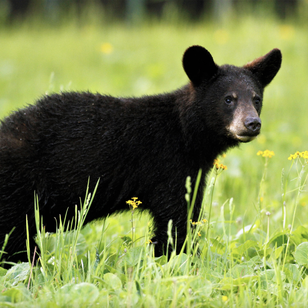 Black Bear with Wildflowers _ NPS _ D. Machado _ Shenandoah National Park