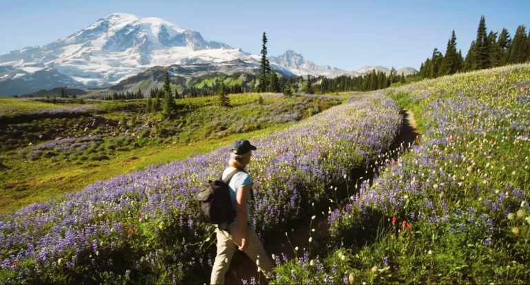 KC Blog Wildflowers Mount Rainier National Park with a guy hiking through flowers