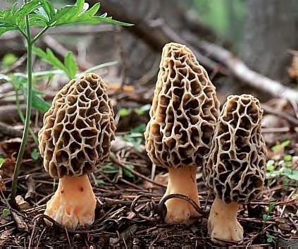 Morel Mushrooms on the forest ground