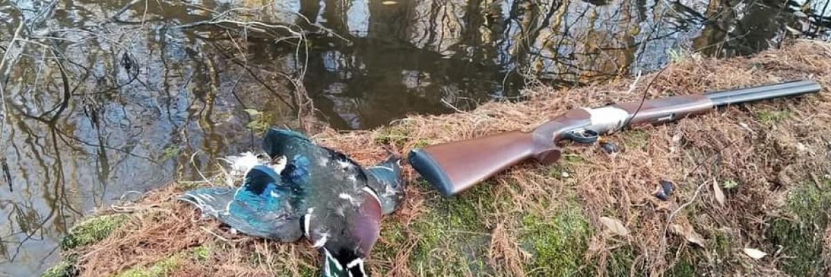 KC Wood Duck Poppers Blog a gun laying on the ground net to a duck